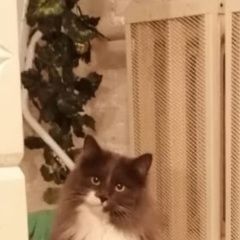 Подробнее об объявлении «Пропала кошка Лотошино» Фото: пропала кошка  «Пропала кошка Лотошино» в г. Лотошино