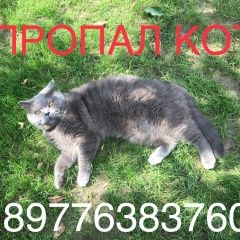 Подробнее об объявлении «Пропал кот британец Химки» Фото: пропала кошка Британская короткошерстная кошка «Пропал кот британец Химки» в г. Химки