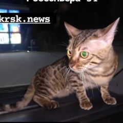 Подробнее об объявлении «Пропала кошка Красноярск» Фото: пропала кошка  «Пропала кошка Красноярск» в г. Красноярск