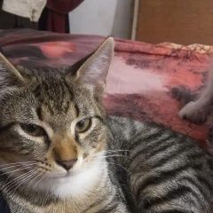 Подробнее об объявлении «Пропал кот Кострома» Фото: пропала кошка  «Пропал кот Кострома» в г. Кострома