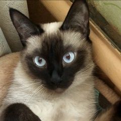Подробнее об объявлении «Пропала кошка помогите пожалуйста найти нашу любимицу Санкт-Петербург» Фото: пропала кошка Сиамская кошка «Пропала кошка помогите пожалуйста найти нашу...» в г. Санкт-Петербург