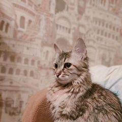 Подробнее об объявлении «Пропала кошка Москва» Фото: пропала кошка  «Пропала кошка Москва» в г. Москва