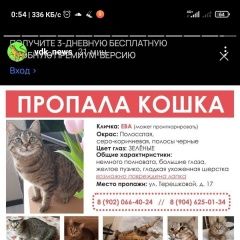 Подробнее об объявлении «Пропала кошка Владивосток» Фото: пропала кошка  «Пропала кошка Владивосток» в г. Владивосток