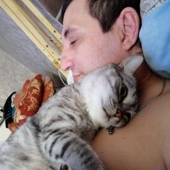 Подробнее об объявлении «Пропал кот британский 6 лет Магнитогорск» Фото: пропала кошка Британская короткошерстная кошка «Пропал кот британский 6 лет Магнитогорск» в г. Магнитогорск
