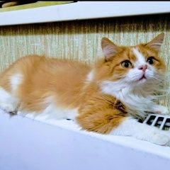 Подробнее об объявлении «Пропала кошка Люберцы» Фото: пропала кошка  «Пропала кошка Люберцы» в г. Люберцы