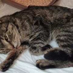 Подробнее об объявлении «Пропала кошка Санкт-Петербург» Фото: пропала кошка  «Пропала кошка Санкт-Петербург» в г. Санкт-Петербург