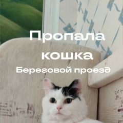 Подробнее об объявлении «Пропала кошка в снт локомотивное депо, береговой пр-зд Выборг» Фото: пропала кошка  «Пропала кошка в снт локомотивное депо,...» в г. Выборг