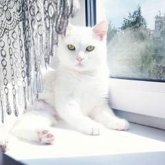 Картинка пропала кошка В городе Красногорск потерялась киска. Красногорск