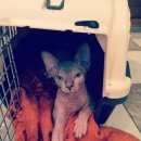 Подробнее об объявлении «Подольск Пропал кот» Фото: пропала кошка Канадский сфинкс «Подольск Пропал кот» в г. Подольск