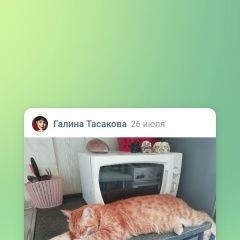 Подробнее об объявлении «Пропал котик кузя Новоуральск» Фото: пропала кошка  «Пропал котик кузя Новоуральск» в г. Новоуральск