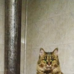 Подробнее об объявлении «Пропала кошка в ройне ул. чижевских. частный сектор. Минск» Фото: пропала кошка  «Пропала кошка в ройне ул. чижевских. частный...» в г. Минск