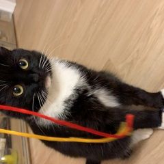 Подробнее об объявлении «Пропала кошка рощино Выборг» Фото: пропала кошка  «Пропала кошка рощино Выборг» в г. Выборг