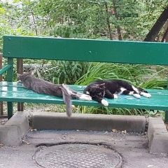 Подробнее об объявлении «Пропала кошка черепахового окраса Москва» Фото: пропала кошка  «Пропала кошка черепахового окраса Москва» в г. Москва