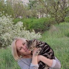 Подробнее об объявлении «Пропал кот Мариуполь» Фото: пропала кошка Скоттиш страйт (шотландская прямоухая) «Пропал кот Мариуполь» в г. Мариуполь