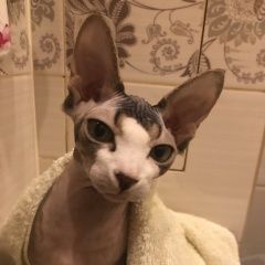 Подробнее об объявлении «Пропала кошка Домодедово» Фото: пропала кошка  «Пропала кошка Домодедово» в г. Домодедово