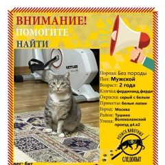 Подробнее об объявлении «Пропал кот Москва» Фото: пропала кошка  «Пропал кот Москва» в г. Москва
