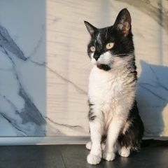 Подробнее об объявлении «Пропала кошка Новосибирск» Фото: пропала кошка  «Пропала кошка Новосибирск» в г. Новосибирск