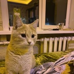 Подробнее об объявлении «Пропал кот на волокно рыжий кот Курск» Фото: пропала кошка Британская короткошерстная кошка «Пропал кот на волокно рыжий кот Курск» в г. Курск