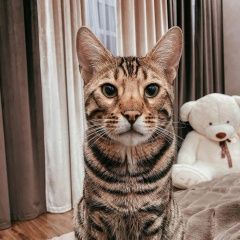 Подробнее об объявлении «Пропал кот бенгал, ( ознобишено) Подольск» Фото: пропала кошка Бенгальская кошка «Пропал кот бенгал, ( ознобишено) Подольск» в г. Подольск