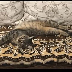 Подробнее об объявлении «Пропал кот помогите найти Ставрополь» Фото: пропала кошка  «Пропал кот помогите найти Ставрополь» в г. Ставрополь