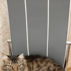 Подробнее об объявлении «Пропала кошка срочно кот по кличке кузя Оренбург» Фото: пропала кошка  «Пропала кошка срочно кот по кличке кузя Оренбург» в г. Оренбург