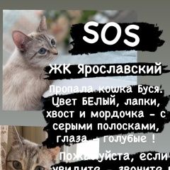 Подробнее об объявлении «Пропала кошка Мытищи» Фото: пропала кошка  «Пропала кошка Мытищи» в г. Мытищи