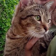 Подробнее об объявлении «Пропал кот Бор» Фото: пропала кошка  «Пропал кот Бор» в г. Бор