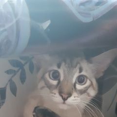 Подробнее об объявлении «Пропал кот - юки, выпал с окна Москва» Фото: пропала кошка Сиамская кошка «Пропал кот - юки, выпал с окна Москва» в г. Москва