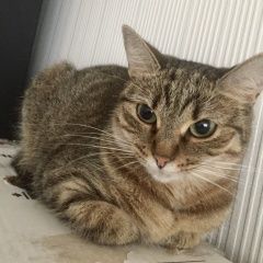 Подробнее об объявлении «Пропала кошка Подольск» Фото: пропала кошка  «Пропала кошка Подольск» в г. Подольск