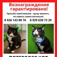 Подробнее об объявлении «Пропал кот помогите найти тошу Москва» Фото: пропала кошка  «Пропал кот помогите найти тошу Москва» в г. Москва