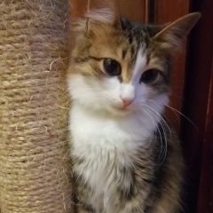Подробнее об объявлении «Пропала кошка помогите найти Пенза» Фото: пропала кошка  «Пропала кошка помогите найти Пенза» в г. Пенза