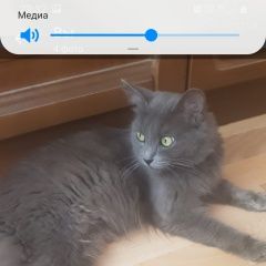 Подробнее об объявлении «Пропала кошка Москва» Фото: пропала кошка  «Пропала кошка Москва» в г. Москва