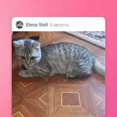 Подробнее об объявлении «Пропал котик 4 мес.британец. Самара» Фото: пропала кошка Британская короткошерстная кошка «Пропал котик 4 мес.британец. Самара» в г. Самара
