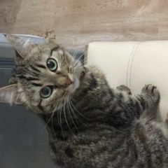 Подробнее об объявлении «Пропала кошка 4 августа Нарофоминск» Фото: пропала кошка  «Пропала кошка 4 августа Нарофоминск» в г. Нарофоминск