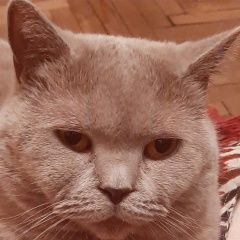 Подробнее об объявлении «Пропала кошка Всеволожск» Фото: пропала кошка Британская короткошерстная кошка «Пропала кошка Всеволожск» в г. Всеволожск