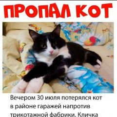 Подробнее об объявлении «Пропал кот Нефтекамск» Фото: пропала кошка  «Пропал кот Нефтекамск» в г. Нефтекамск