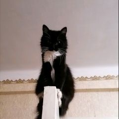 Подробнее об объявлении «Севастополь Пропала кошка» Фото: пропала кошка  «Севастополь Пропала кошка» в г. Севастополь