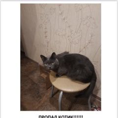 Подробнее об объявлении «Пропал кот восточный округ Москва» Фото: пропала кошка  «Пропал кот восточный округ Москва» в г. Москва