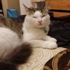 Подробнее об объявлении «Орел Пропала кошка» Фото: пропала кошка  «Орел Пропала кошка» в г. Орел