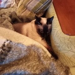 ����: ������� ����� �������� ����� ���������� ������� ����� �������� ������� � �. ���������