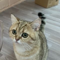 Подробнее об объявлении «Пропала кошка Геленджик» Фото: пропала кошка Скоттиш страйт (шотландская прямоухая) «Пропала кошка Геленджик» в г. Геленджик