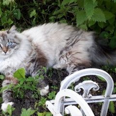 Подробнее об объявлении «Пропала кошка сонька Нахабино» Фото: пропала кошка Невская маскарадная «Пропала кошка сонька Нахабино» в г. Нахабино