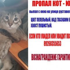 Подробнее об объявлении «Пропал кот Москва» Фото: пропала кошка Тайская кошка «Пропал кот Москва» в г. Москва