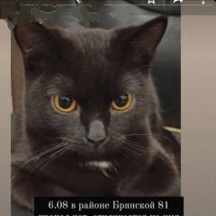 Подробнее об объявлении «Пропал кот Красноярск» Фото: пропала кошка  «Пропал кот Красноярск» в г. Красноярск