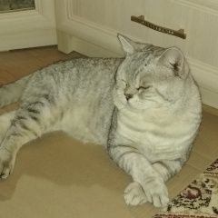Подробнее об объявлении «Пропал кот ушел гулять и не вернулся кот васька, Ефремов» Фото: пропала кошка Скоттиш страйт (шотландская прямоухая) «Пропал кот ушел гулять и не вернулся кот...» в г. Ефремов