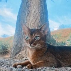 Подробнее об объявлении «Пропала кошка Хвалынск» Фото: пропала кошка Абиссинская кошка «Пропала кошка Хвалынск» в г. Хвалынск