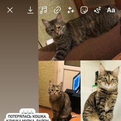 Подробнее об объявлении «Пропала кошка 9-я парковая, 41 Москва» Фото: пропала кошка  «Пропала кошка 9-я парковая, 41 Москва» в г. Москва
