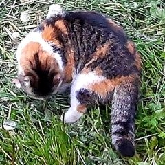 Подробнее об объявлении «Нижний Новгород Пропала кошка даша» Фото: пропала кошка  «Нижний Новгород Пропала кошка даша» в г. Нижний Новгород