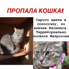 Подробнее об объявлении «Пропала кошка sos Солнечногорск» Фото: пропала кошка  «Пропала кошка sos Солнечногорск» в г. Солнечногорск