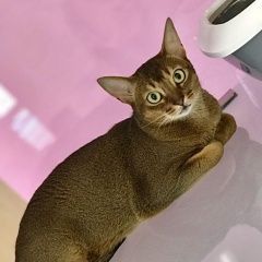 Подробнее об объявлении «Пропала кошка Хвалынск» Фото: пропала кошка  «Пропала кошка Хвалынск» в г. Хвалынск
